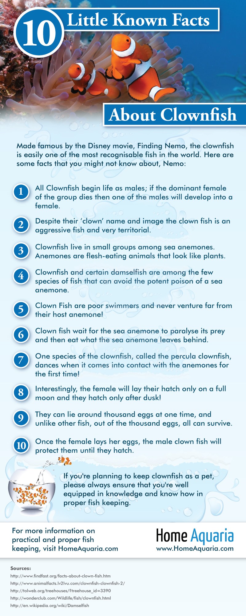 Infographic - 10-little-known-facts-about-clownfish