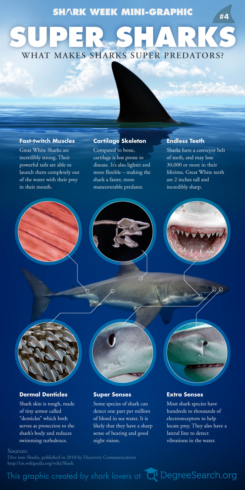 Infographic - super-sharks--what-makes-sharks-super-predators