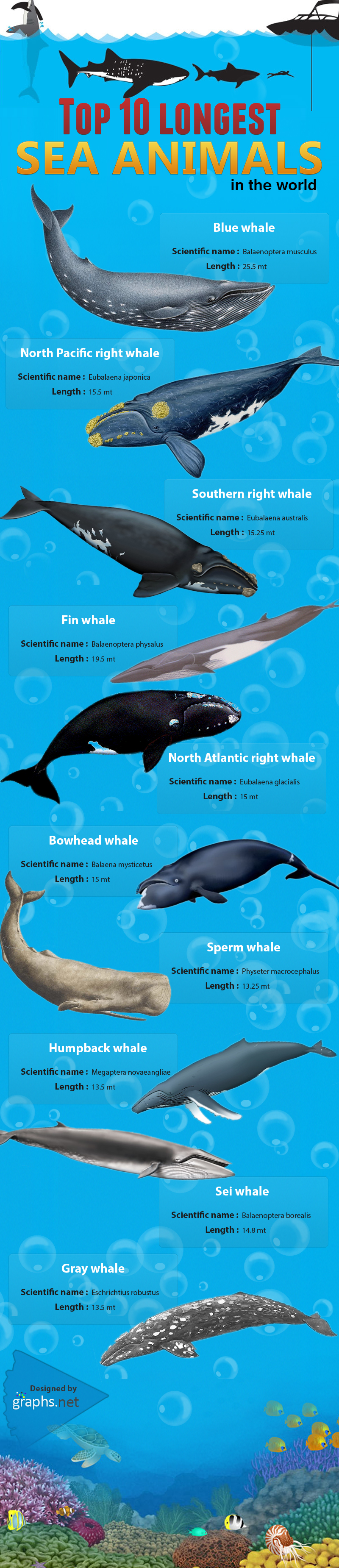 Infographic: Top 10 Longest Sea Animals in the World - MaritimeCyprus