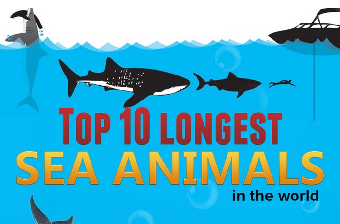 Infographic: Top 10 Longest Sea Animals in the World - MaritimeCyprus