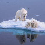Global warming polar-bear