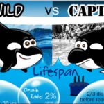 Orcas-Wild-Vs-Captive-Feature