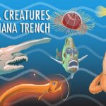 Bizarre Creatures in The Marianas Trench ps