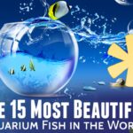 infographic-the-15-most-beautiful-aquarium-fish-w