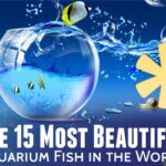infographic-the-15-most-beautiful-aquarium-fish-w