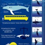 Infographic - Whale